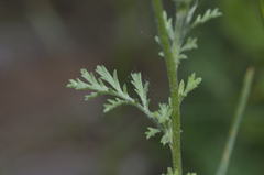 Anthemis ruthenica
