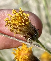 Bebbia juncea aspera