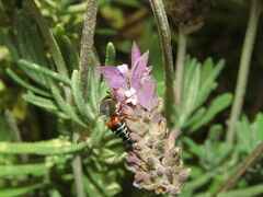 Coelioxys