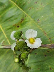 Echinodorus grandiflorus