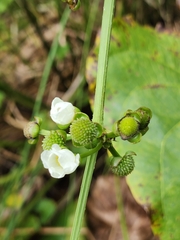 Echinodorus grandiflorus