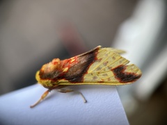 Symphlebia