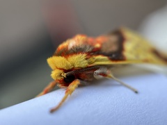 Symphlebia