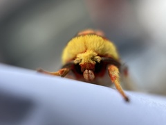 Symphlebia