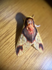 Symphlebia