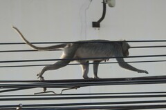 Macaca fascicularis