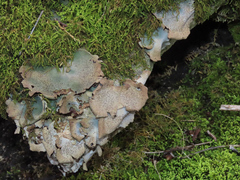 Dermatocarpon miniatum