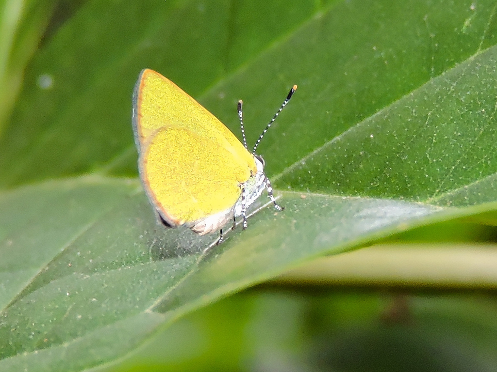 Semones Hairstreak