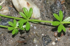 Sherardia arvensis