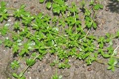 Sherardia arvensis