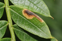 Phytoliriomyza jacarandae