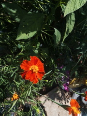 Tagetes