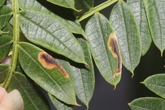 Phytoliriomyza jacarandae