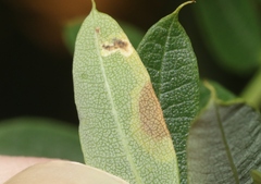 Phytoliriomyza jacarandae