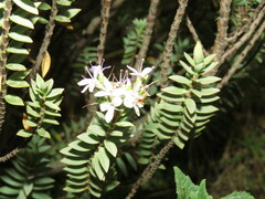 Veronica pimeleoides