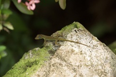 Anolis extremus