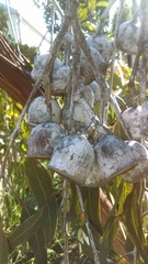 Eucalyptus caesia