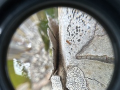 Pseudomyrmex simplex