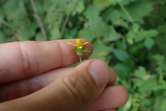 Bidens riparia