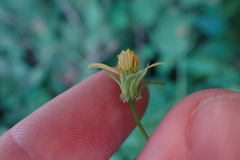 Bidens riparia