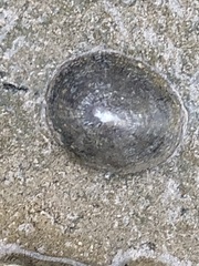 Siphonaria naufragum