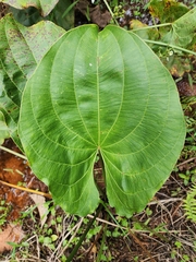 Echinodorus grandiflorus