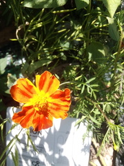 Tagetes