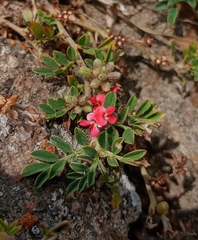 Indigofera linnaei