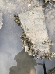 Siphonaria naufragum