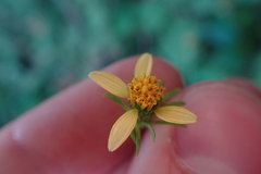 Bidens riparia