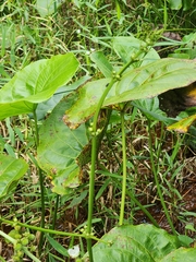 Echinodorus grandiflorus