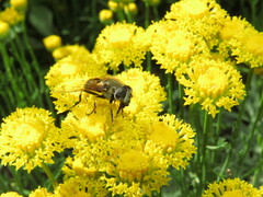 Eristalis bogotensis