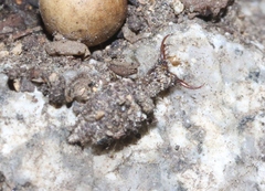 Dendroleon speciosus