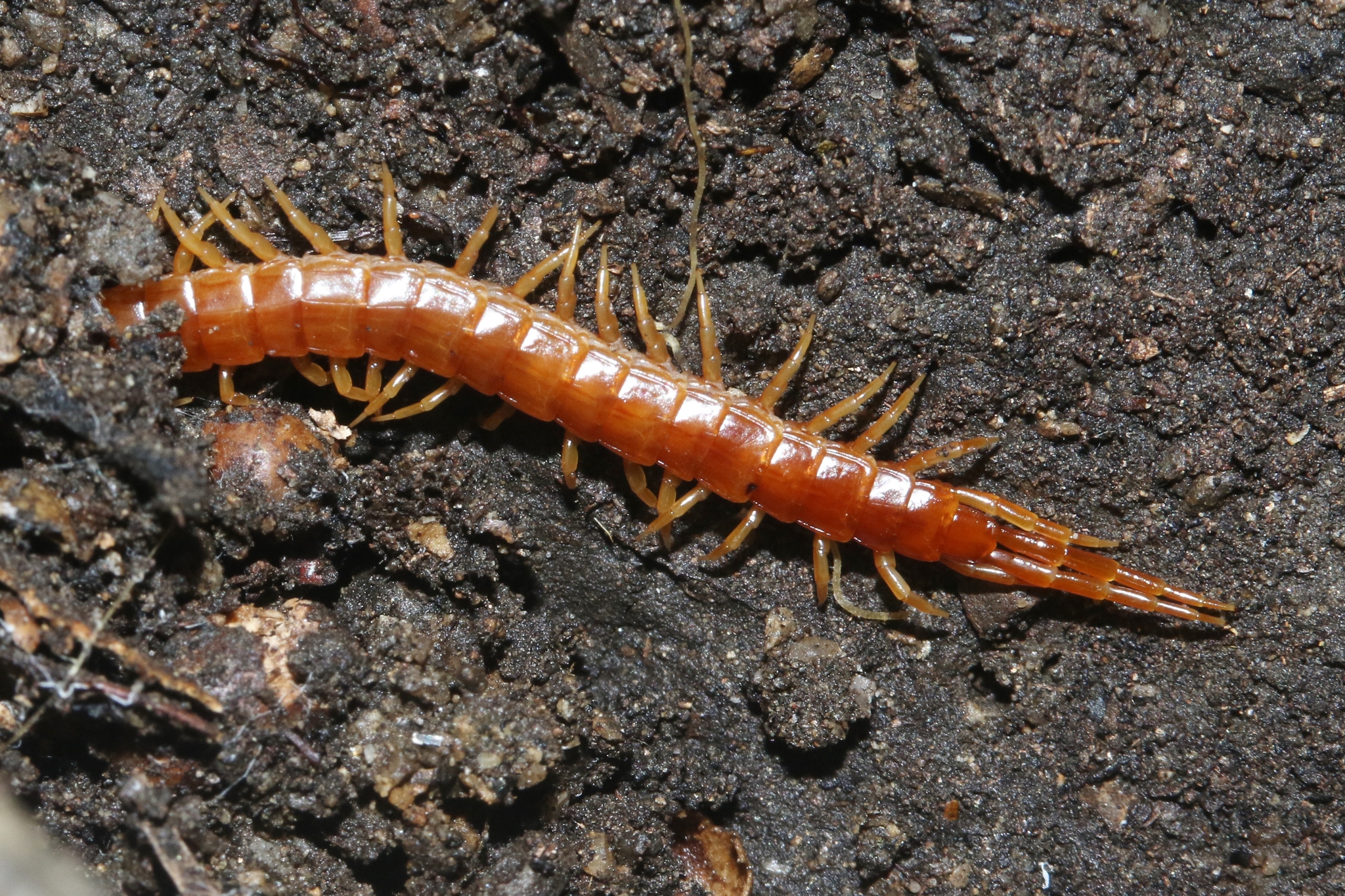 Scolopocryptopidae