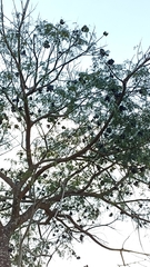 Enterolobium schomburgkii