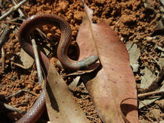 Tantilla melanocephala