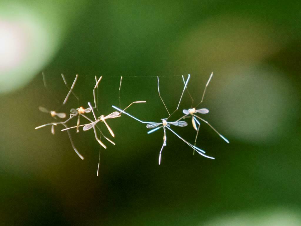 Thrypticomyia