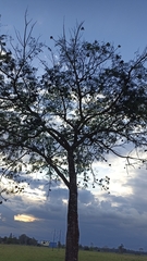 Enterolobium schomburgkii