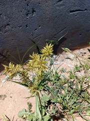 Cyperus esculentus