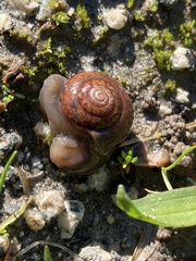 Helminthoglypta nickliniana