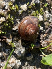 Helminthoglypta nickliniana
