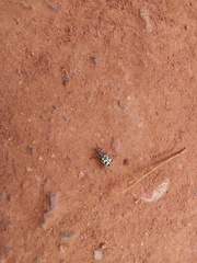 Astylus atromaculatus