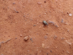 Astylus atromaculatus