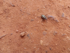 Astylus atromaculatus
