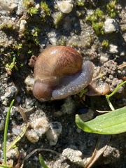 Helminthoglypta nickliniana