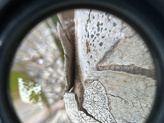 Pseudomyrmex simplex