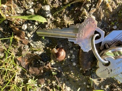 Helminthoglypta nickliniana