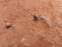 Astylus atromaculatus