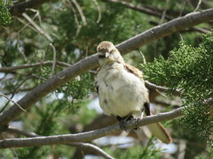 Mimus dorsalis