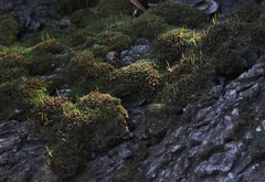 Syntrichia